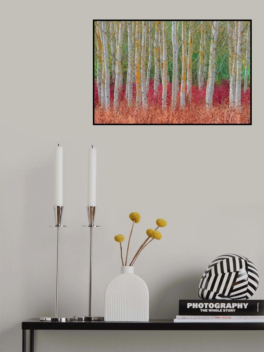 Birch forest Poster och Canvastavla