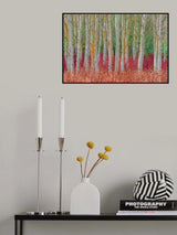 Birch forest Poster och Canvastavla