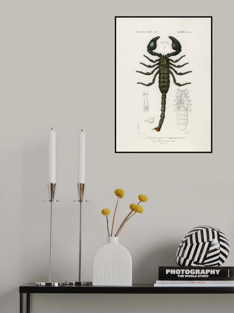 The Emperor Scorpion Poster och Canvastavla