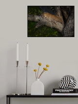 Leopard Poster och Canvastavla