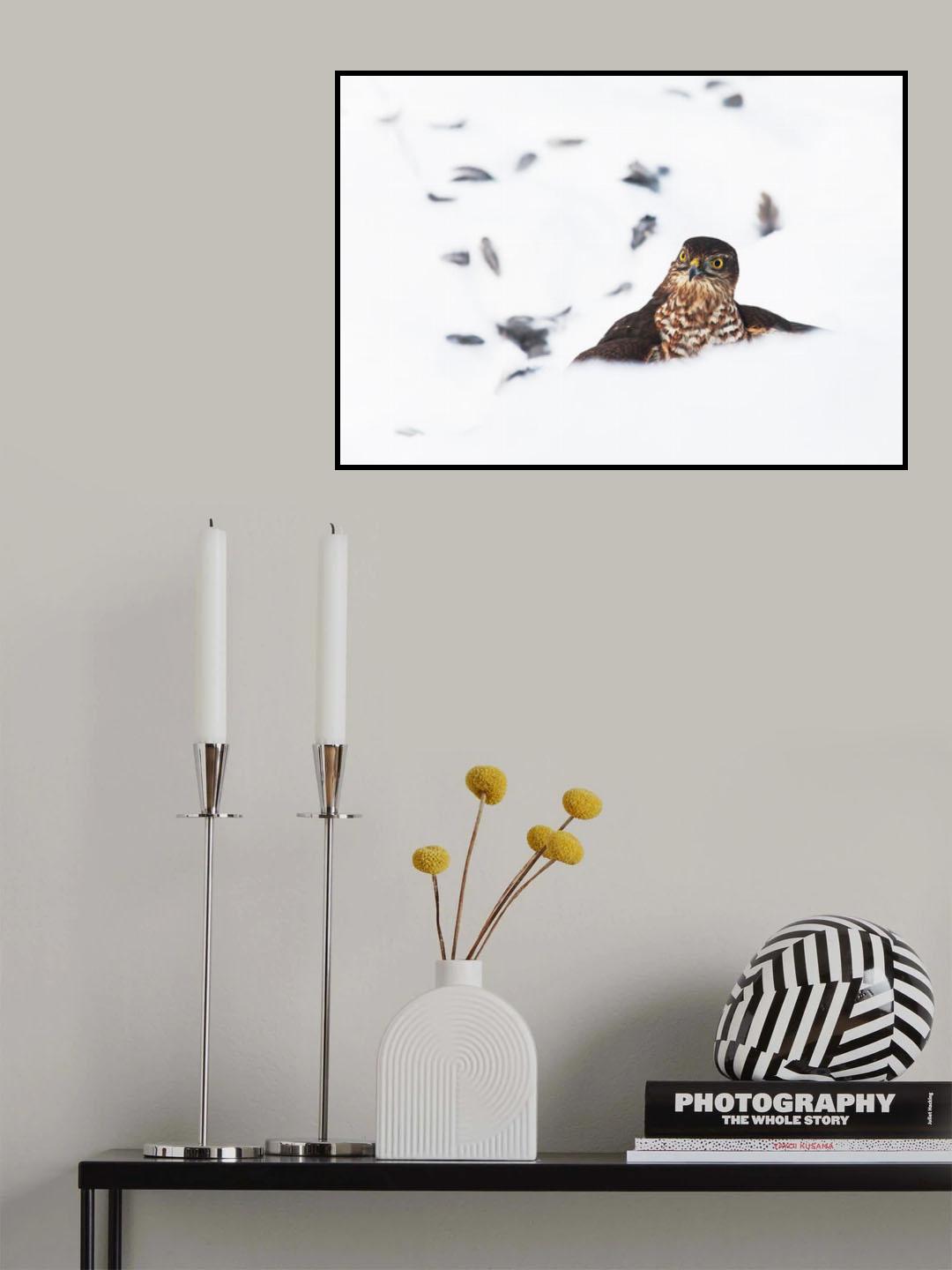 Eurasian sparrowhawk Poster och Canvastavla