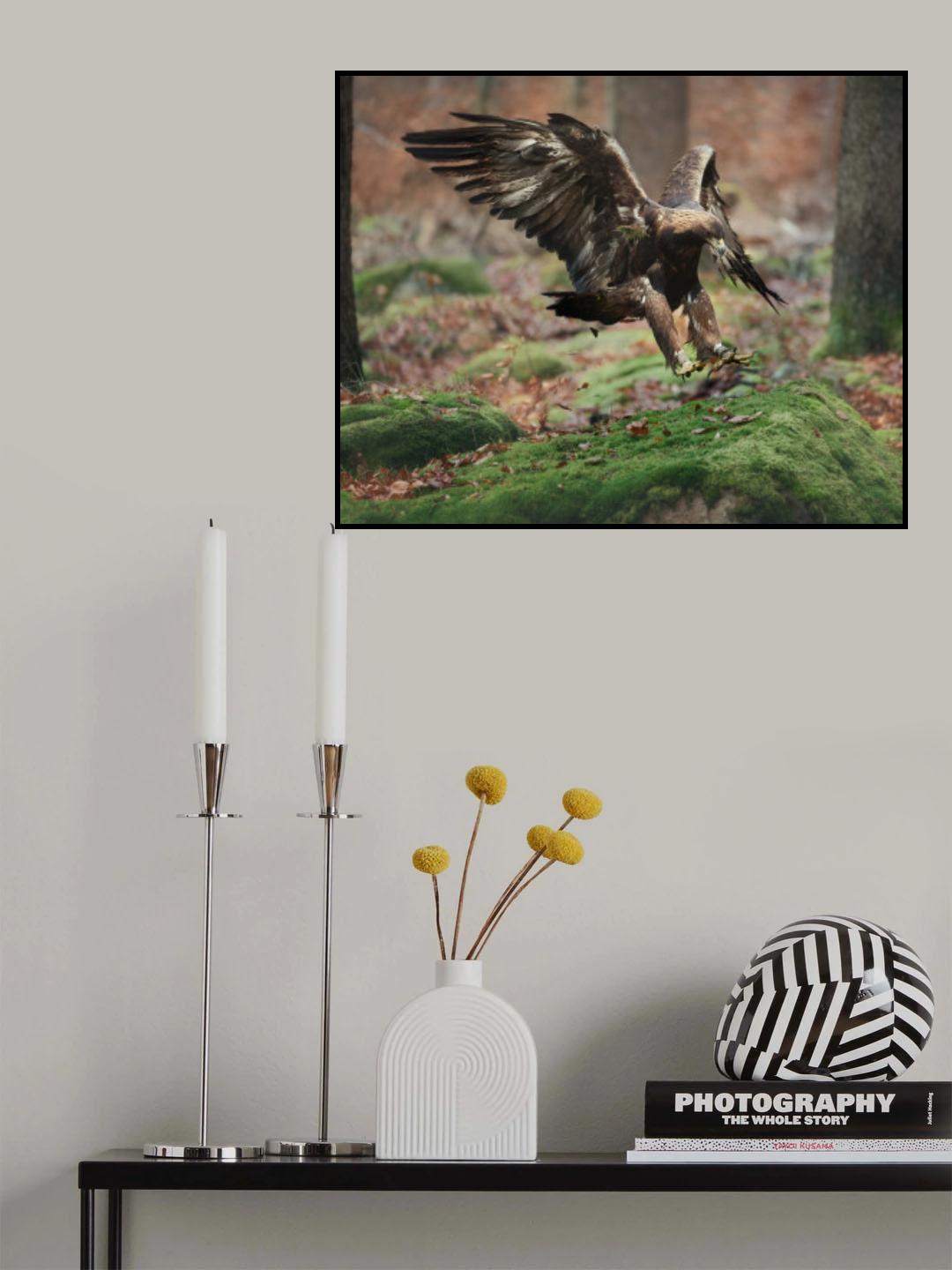 Landing eagle Poster och Canvastavla