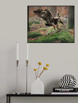 Landing eagle Poster och Canvastavla
