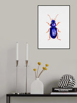 Ophonus minimus Poster och Canvastavla