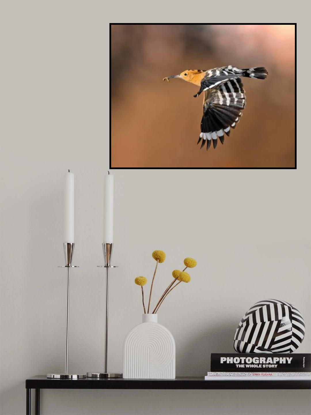 Hoopoe &amp; catch Poster och Canvastavla