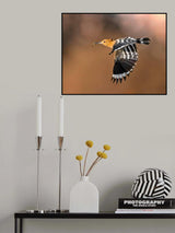 Hoopoe &amp; catch Poster och Canvastavla
