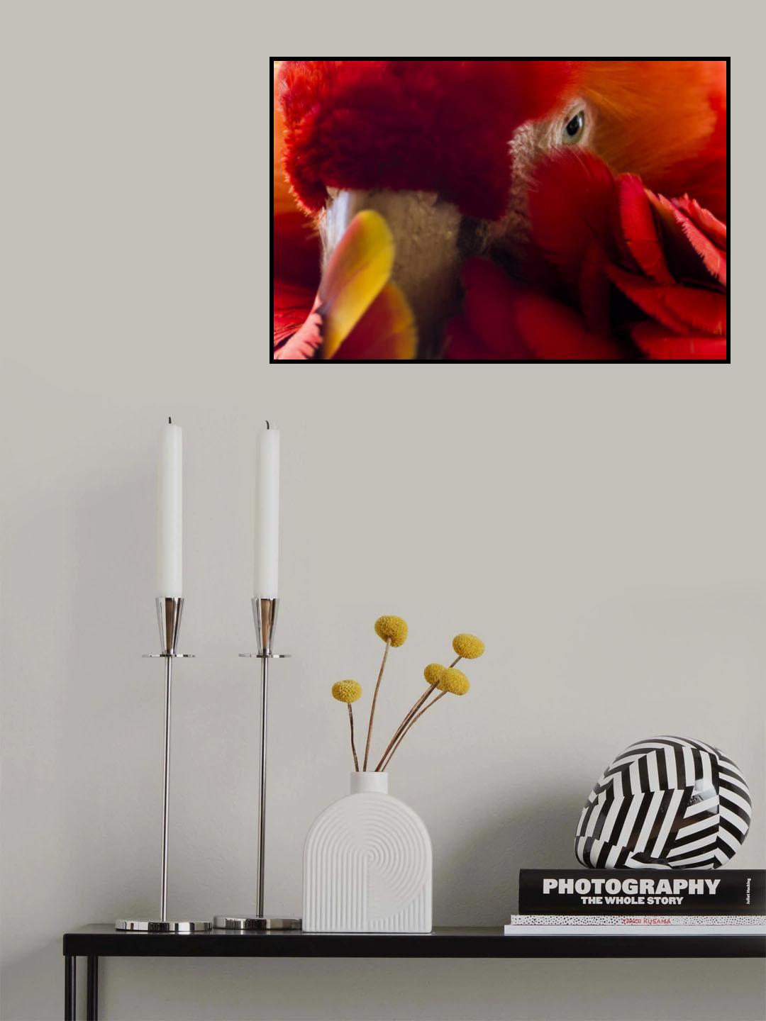shy macaw Poster och Canvastavla