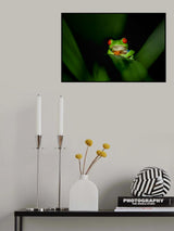 Red-eye tree frog Poster och Canvastavla