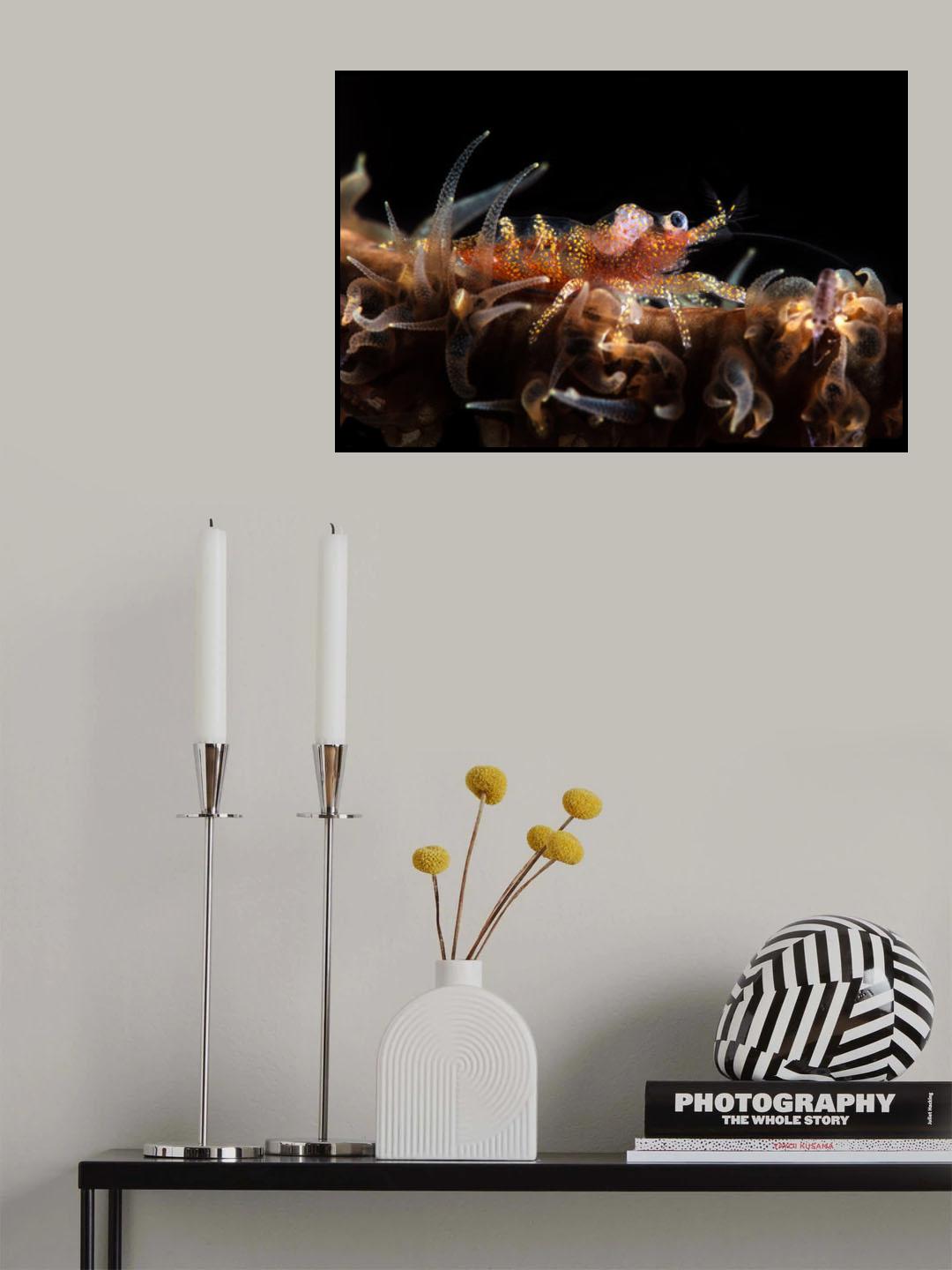 Zanzibar whip coral shrimp Poster och Canvastavla