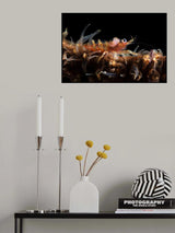 Zanzibar whip coral shrimp Poster och Canvastavla