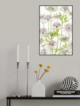 .Astrantia. Poster och Canvastavla