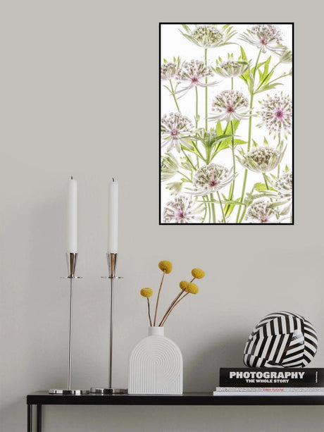 .Astrantia. Poster och Canvastavla