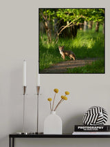 Fox kid in the woods Poster och Canvastavla