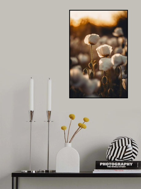 White Poppy Field No 2 Poster och Canvastavla
