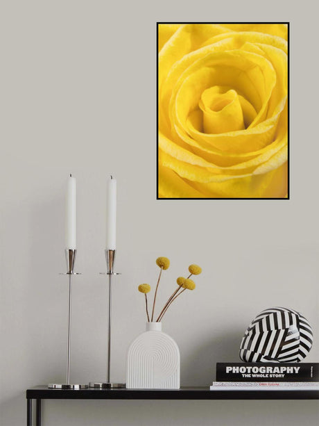 yellow rose Poster och Canvastavla
