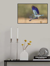 European roller Poster och Canvastavla