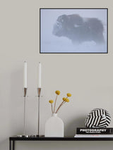 Portrait of Musk ox fighting a winter snow blizard Poster och Canvastavla