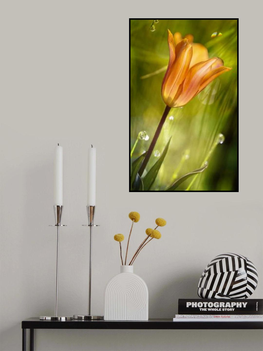 tulip Poster och Canvastavla