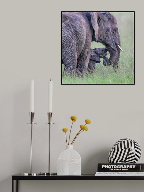 Elephant Family Poster och Canvastavla