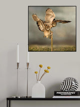 Flapping Poster och Canvastavla