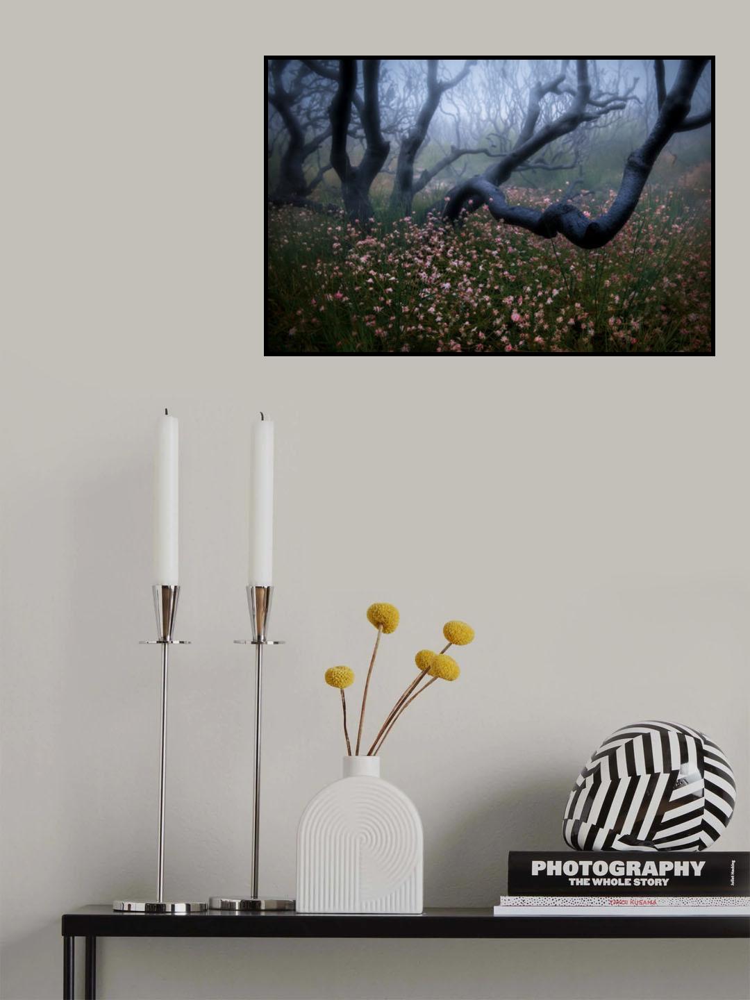 Actinotus forsythii (II) Poster och Canvastavla