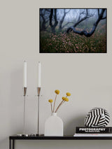 Actinotus forsythii (II) Poster och Canvastavla