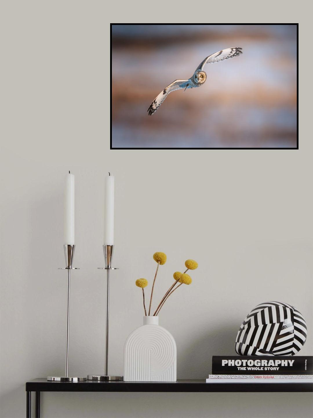 Short-eared Owl Poster och Canvastavla