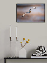 Short-eared Owl Poster och Canvastavla