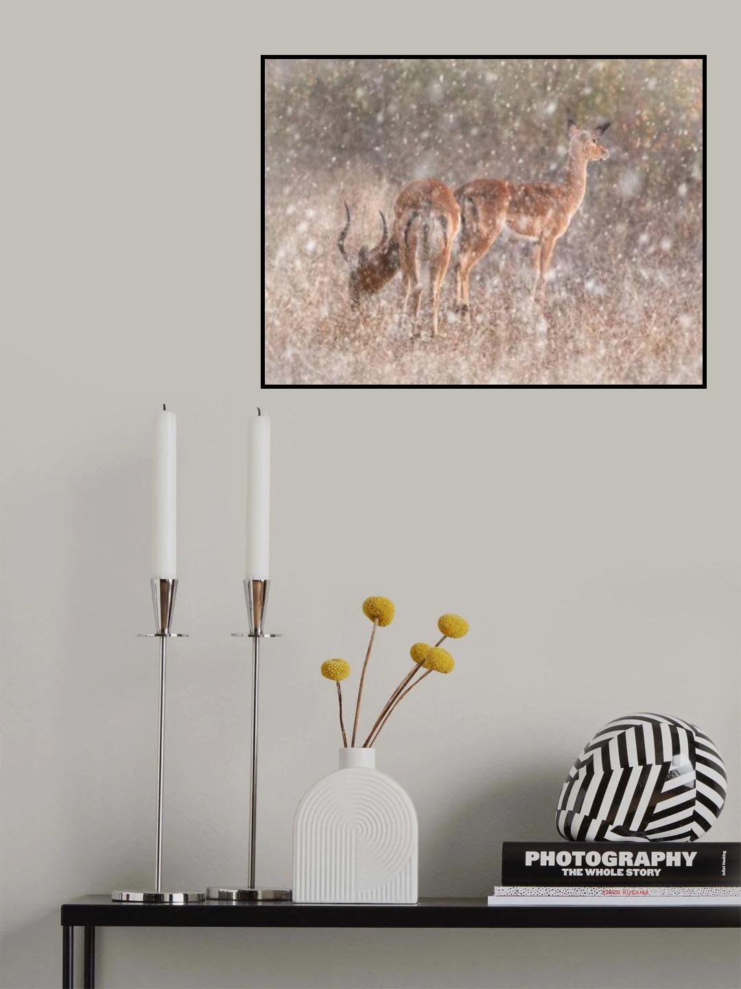 Impalas Poster och Canvastavla