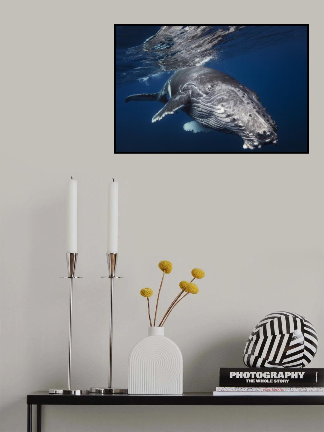Humpback Whale Poster och Canvastavla