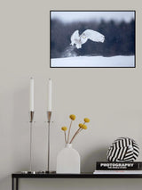 Yellow Eyes Poster och Canvastavla