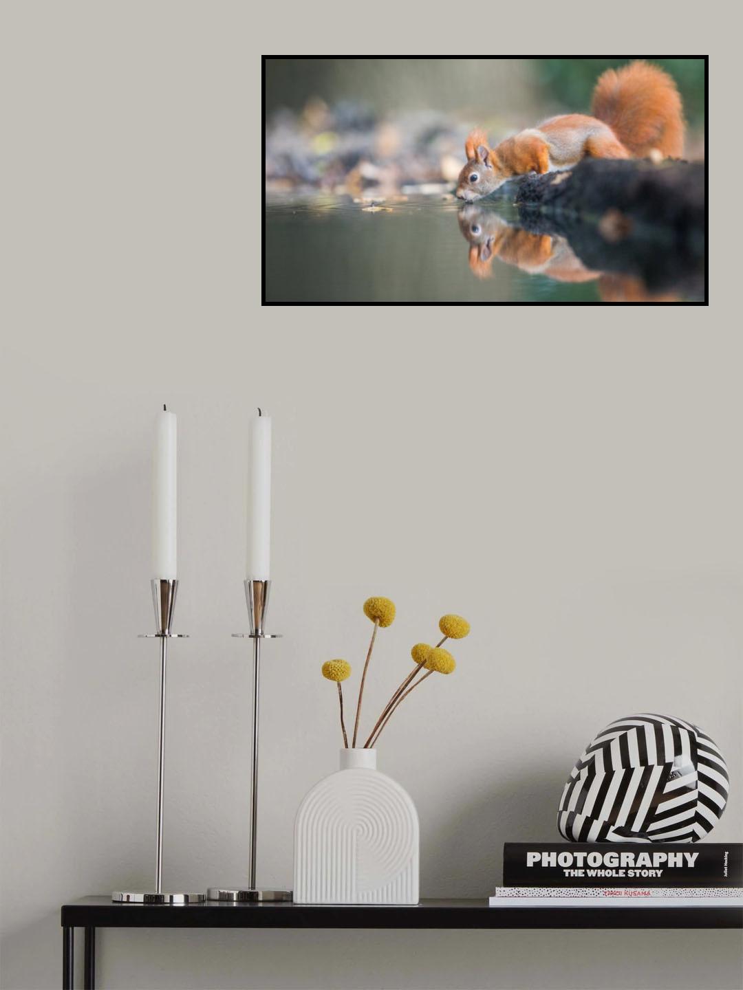 red squirrel Poster och Canvastavla