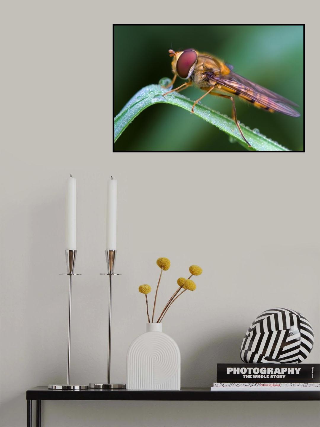 Marmalade fly Poster och Canvastavla