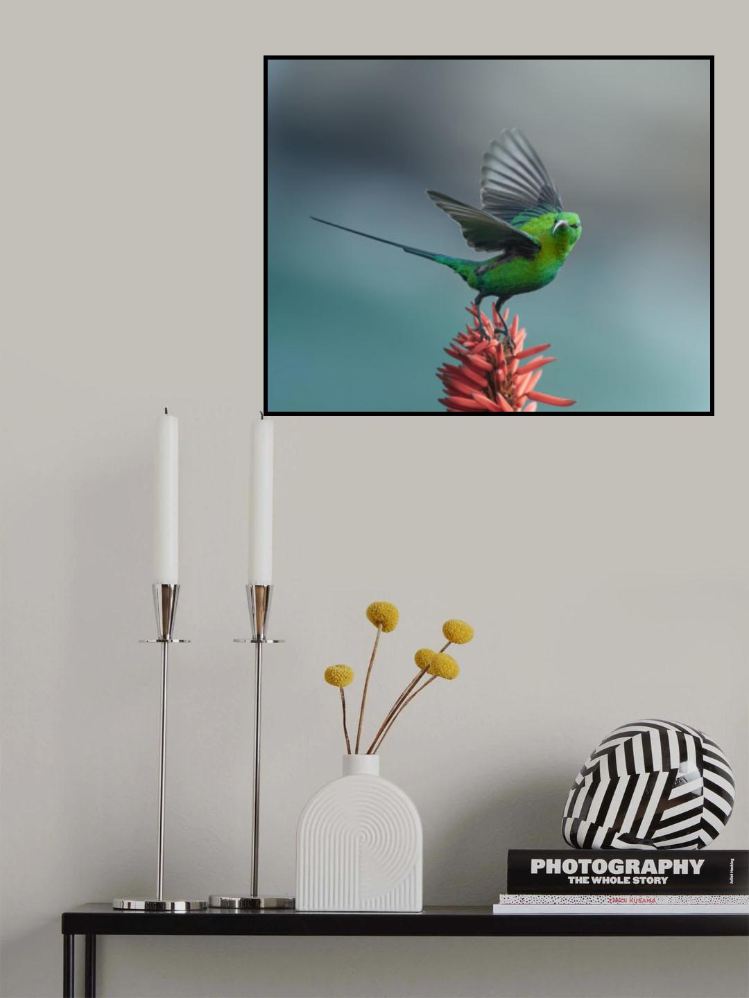The sunbird Poster och Canvastavla