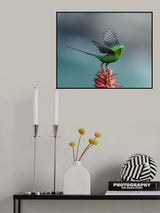 The sunbird Poster och Canvastavla