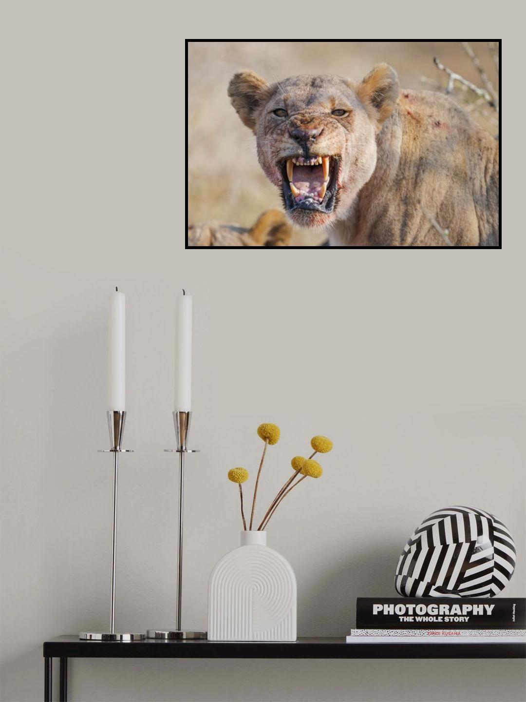 Lion of İmfolozi Poster och Canvastavla