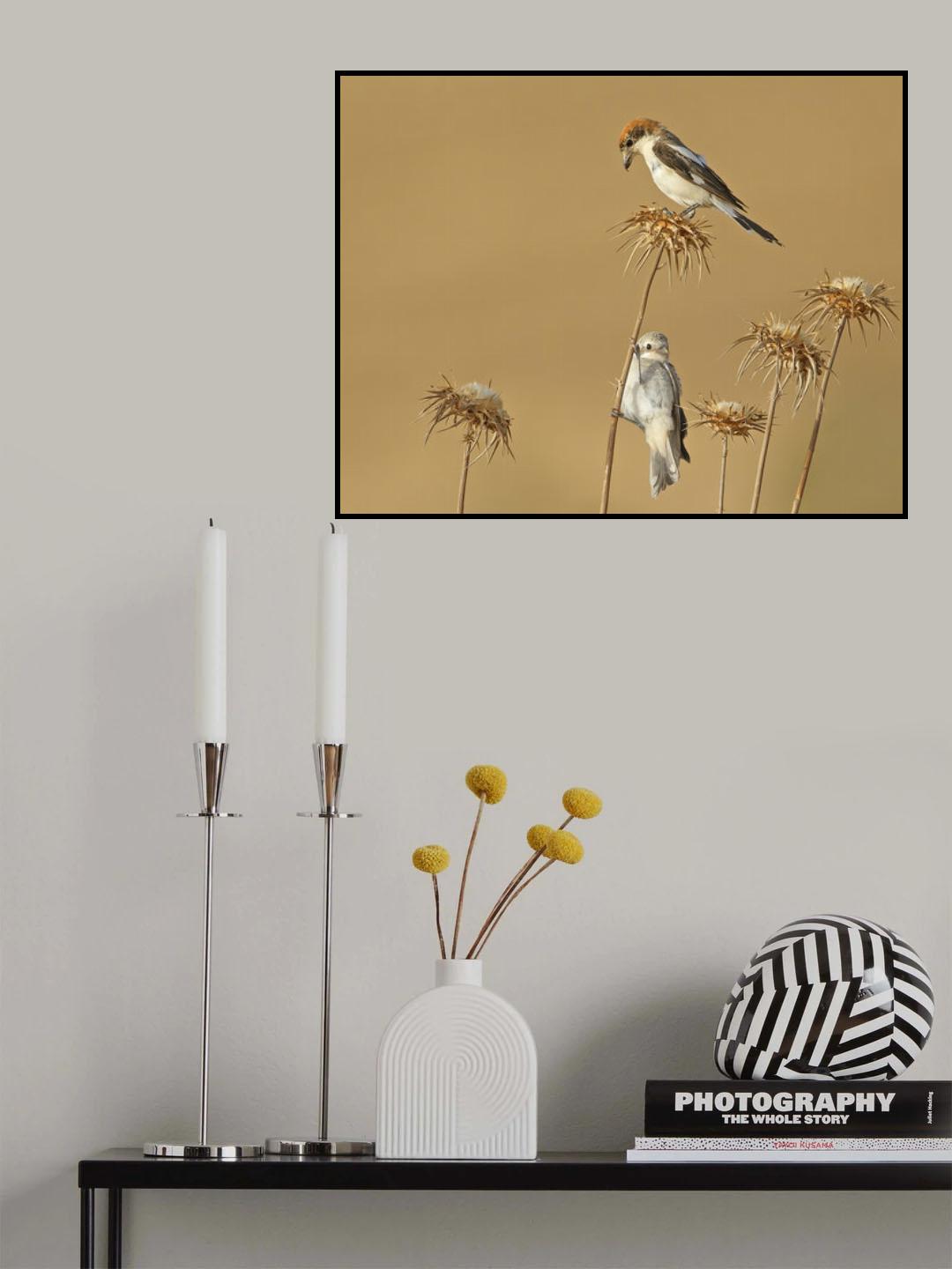 Woodchat Shrike Poster och Canvastavla