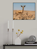 Dorcas Gazelle Poster och Canvastavla