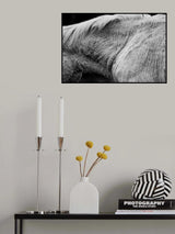 Horse II Poster och Canvastavla