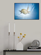 Sea Turtle - Green turtle Poster och Canvastavla