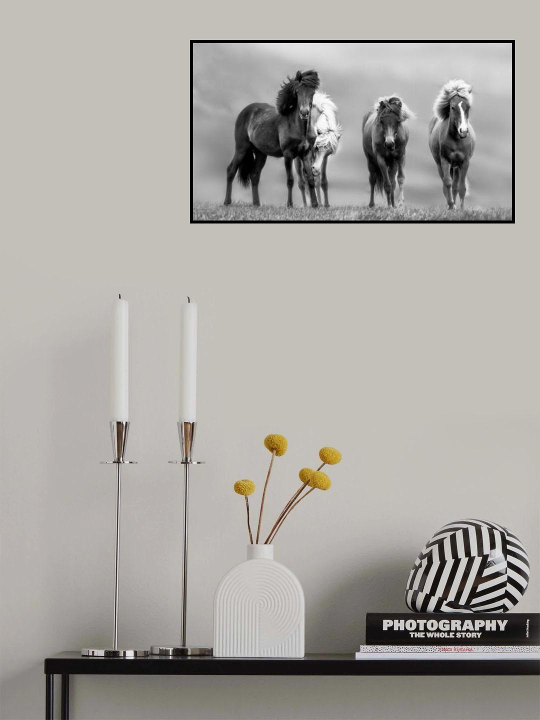 Icelandic Horses Poster och Canvastavla