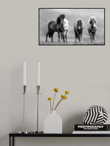 Icelandic Horses Poster och Canvastavla
