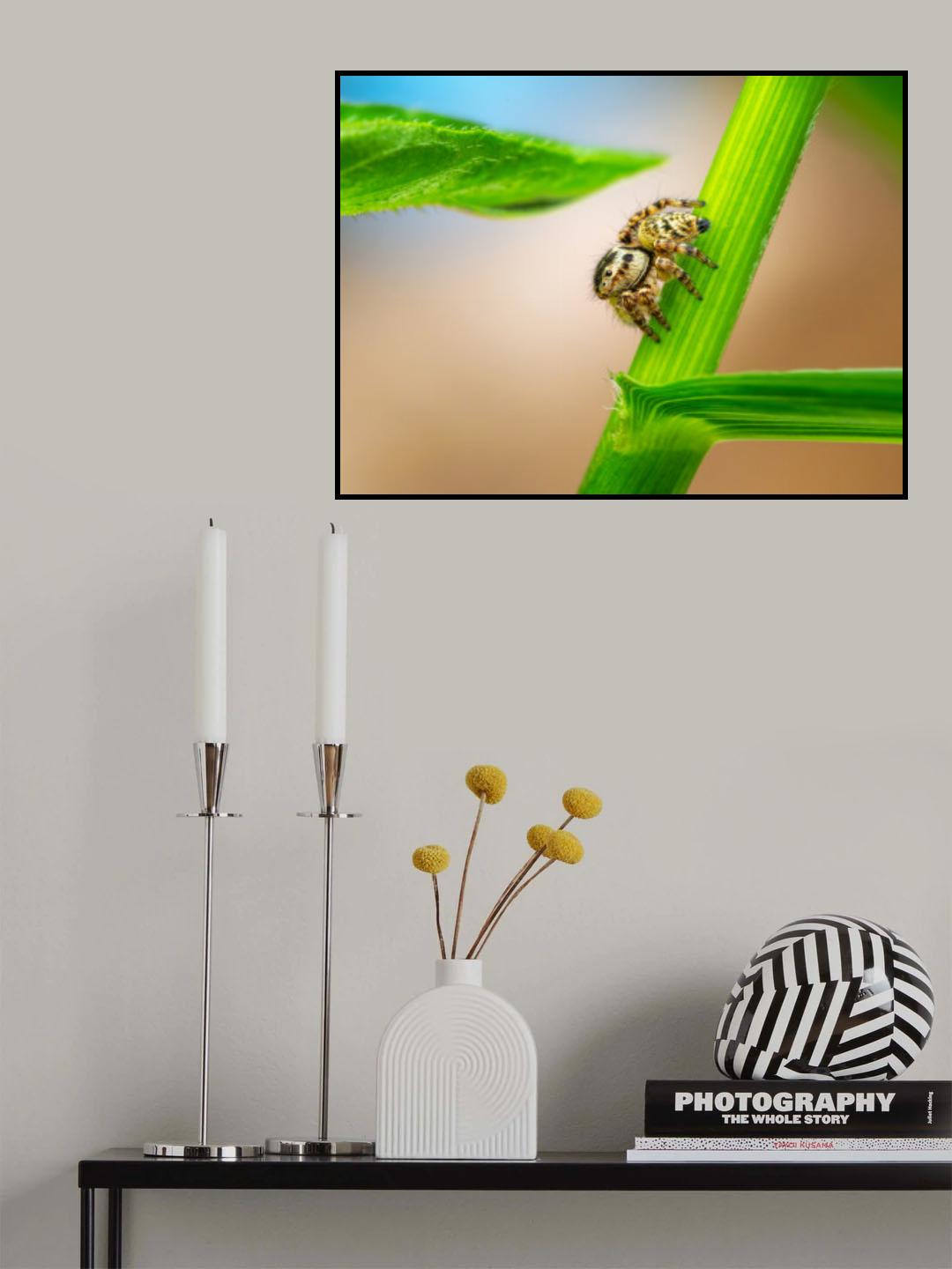 jumpingspider Poster och Canvastavla