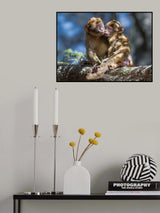 monkey Love Poster och Canvastavla