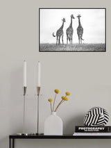 Giraffes in the  Mara plains Poster och Canvastavla