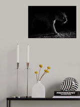 Leopard night hunt Poster och Canvastavla