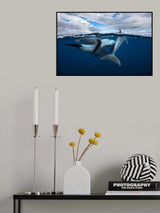 Pod of dolphin at the surface Poster och Canvastavla