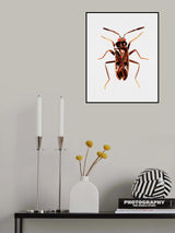 Dirt-colored seed bug or Rhyparochromus vulgaris Poster och Canvastavla