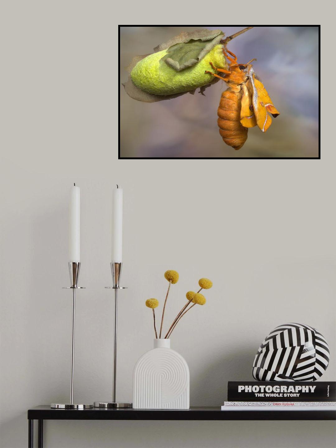Eclosion Poster och Canvastavla