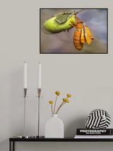 Eclosion Poster och Canvastavla